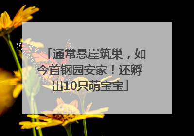 通常悬崖筑巢，如今首钢园安家！还孵出10只萌宝宝